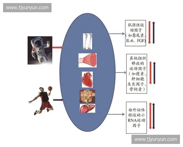 基于运动表现分析的全面研究与实践应用探索